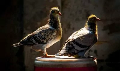 Racing Pigeons for Sale in Port Perry Ontario Canada