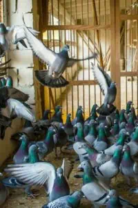 Spanjaards Janssen Racing Pigeons for Sale