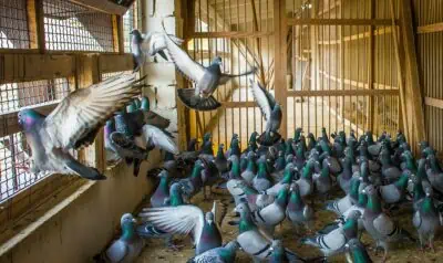 Racing Pigeons for Sale - Spanjaards Janssen Brothers Hybrid by Silvio Mattacchione