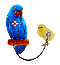 Avian Healthcare