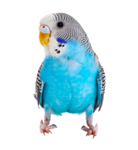 Budgies and Budgerigars