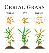 Cereal Grass