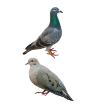 Pigeons - Racing Pigeons