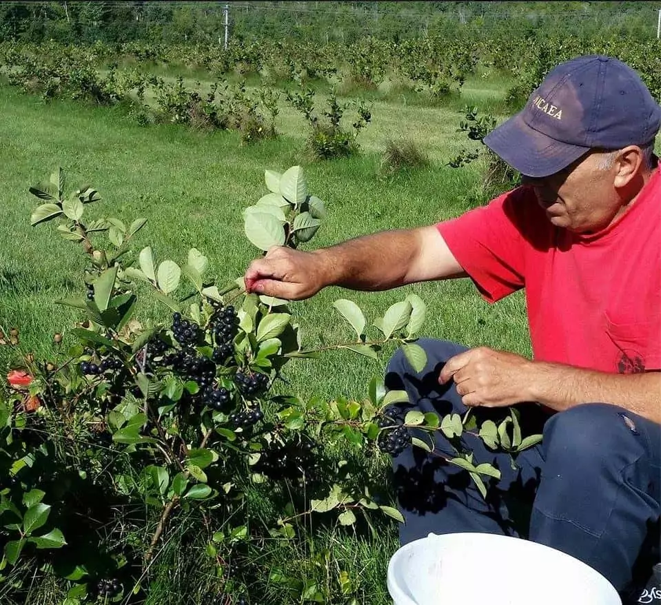 Silvio Mattacchione Picking Aronia Berries at Silvios Aronia Farm in Port Perry Ontatio