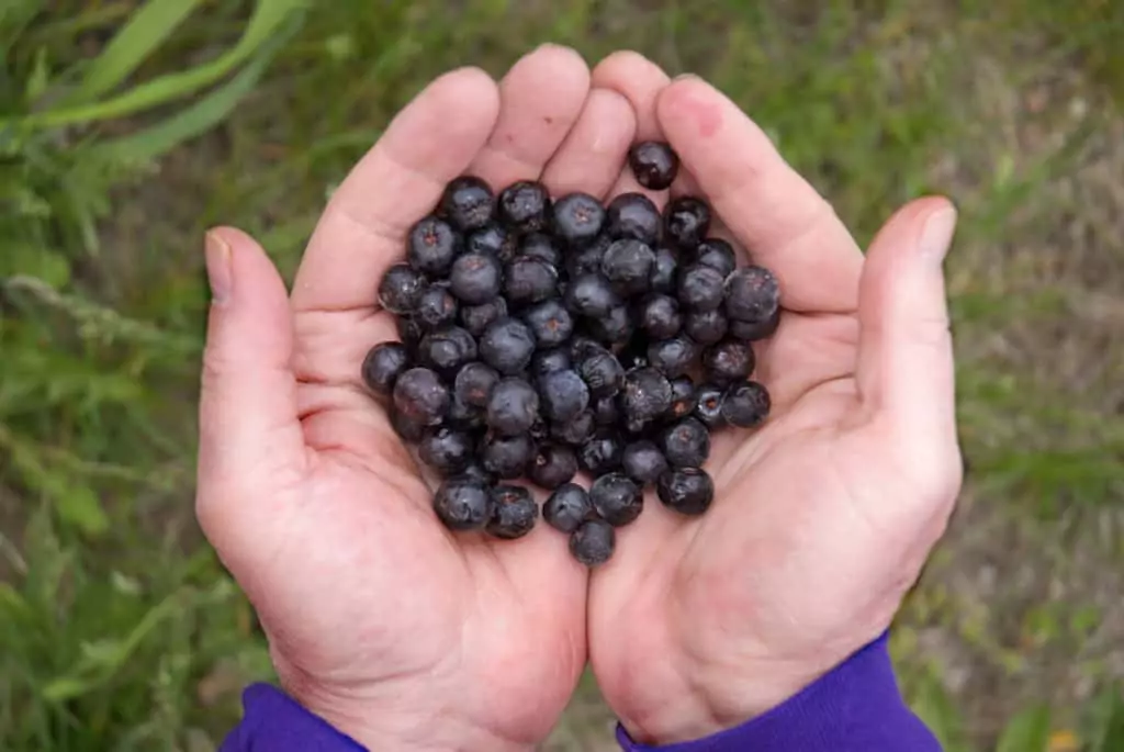 Two hands together holding a handful of Aronia Berries at Silviosfarm in Port Perry Ontario.