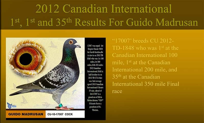 Canadian International One Loft Race, 1st-100mi, 2nd-200mi, 35th-350mi, 2012