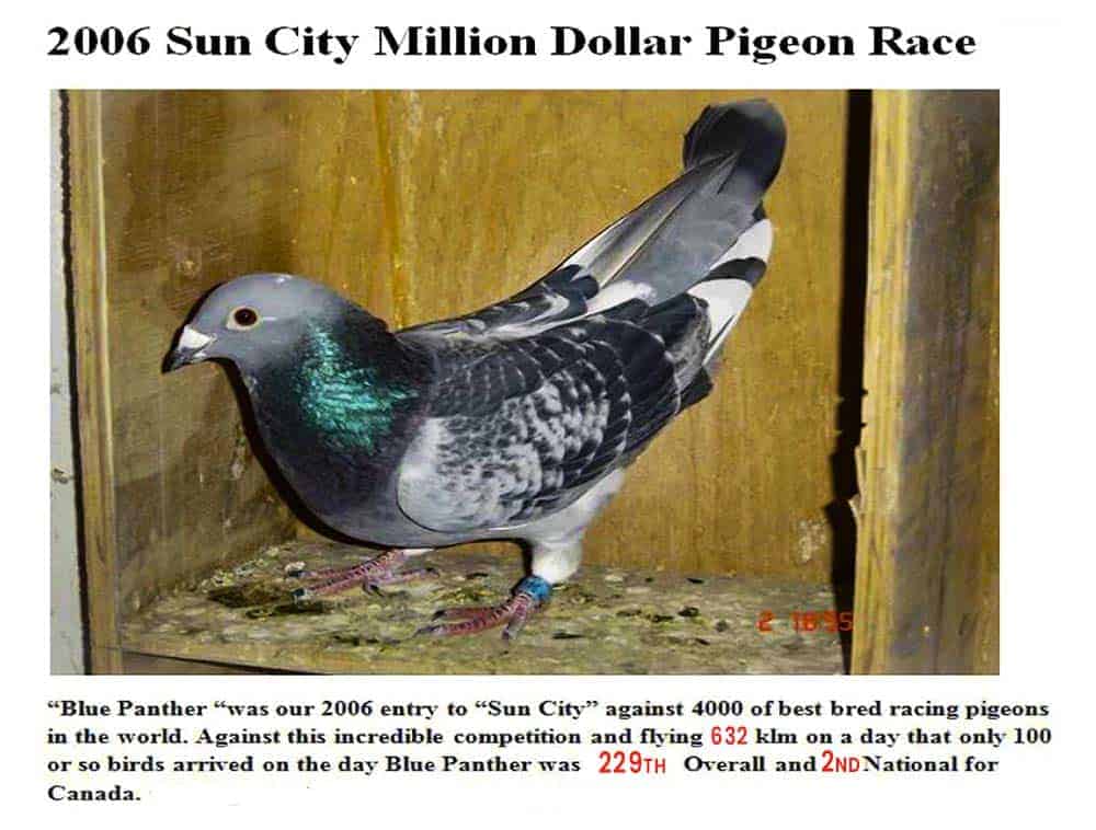 Sun City Million Dollar Pigeon Race 2006, Blue Panther 229th Overall