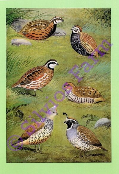 Introduction to Quail in Captivity: by G.E.S. Robbins (Author)