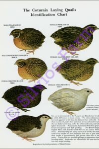 Domestic Quail for Hobby or Profit: by G. E. S. Robbins