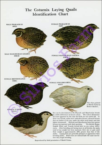 Domestic Quail for Hobby or Profit: by G.E.S. Robbins (Author)