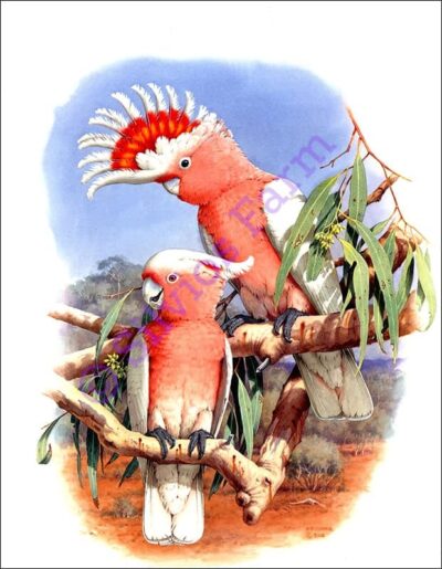 Australian Parrots: Revised by Joseph M. Forshaw