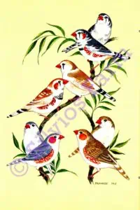 The World of the Zebra Finches: by Cyril H. Rogers