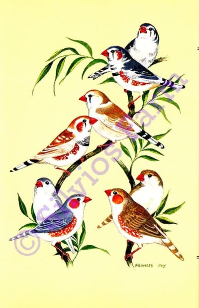 The World of the Zebra Finches: by Cyril Rogers (Author)