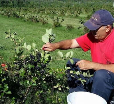Aronia Berries - Pick Your Own in Port Perry Ontario - Price Per Pound