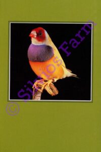 The Gouldian Finch: by Stewart Evans & Mike Fidler