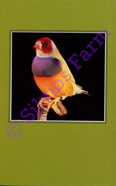 The Gouldian Finch: by Stewart Evans (Author) & Mike Fidler (Author)