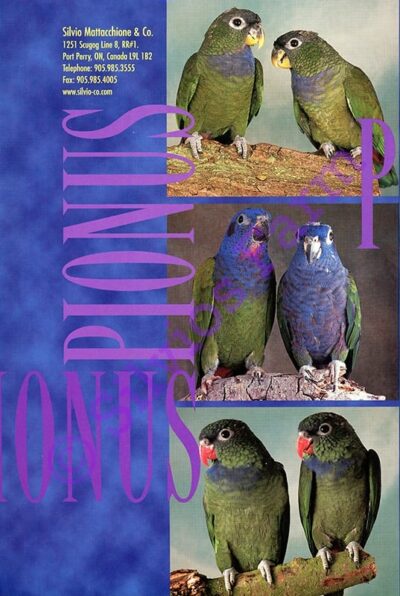 Pionus Parrots: A Complete Guide: by Roger Sweeney (Author)