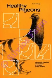 Healthy Pigeons: by Dr. L. Schrag