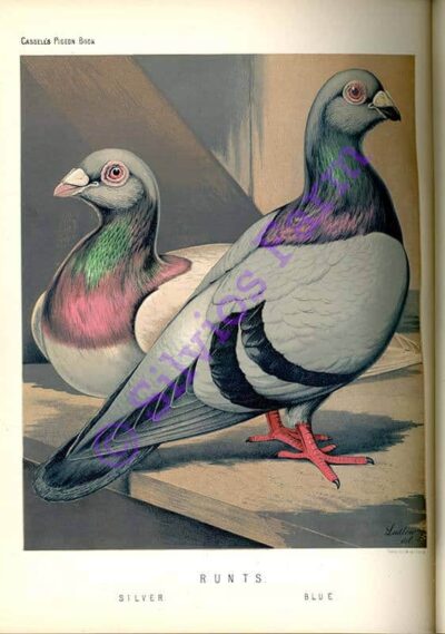 The Illustrated Book of Pigeons: by Robert Fulton (Author) Lewis Wright (Editor)