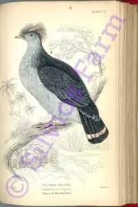 Naturalist's Library Ornithology Pigeons Volume IX: by Prideaux John Selby & Sir William Jardine