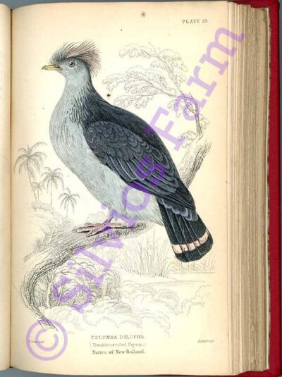 Naturalist's Library Ornithology Pigeons Volume IX: by Prideaux John Selby (Author) Sir William Jardine (Edited by)