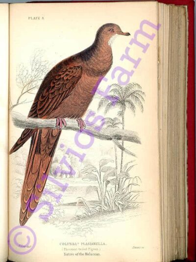 Naturalist's Library Ornithology Pigeons Volume IX: by Prideaux John Selby (Author) Sir William Jardine (Edited by)